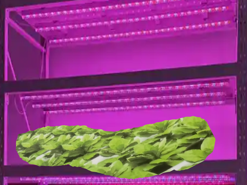 植物组培室装修补光灯T8LED灯